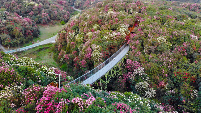 A guizhoui 50 kilométeres azálea virágtenger