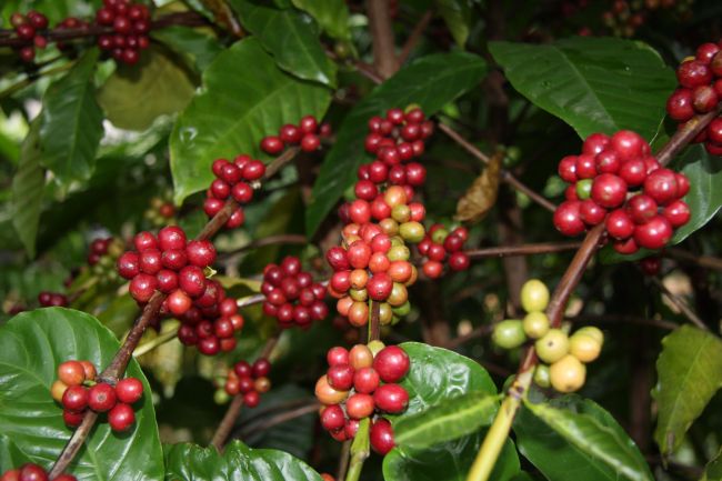 △ Синлунский кофе -- продукт с географическими указаниями, известный своим качеством.