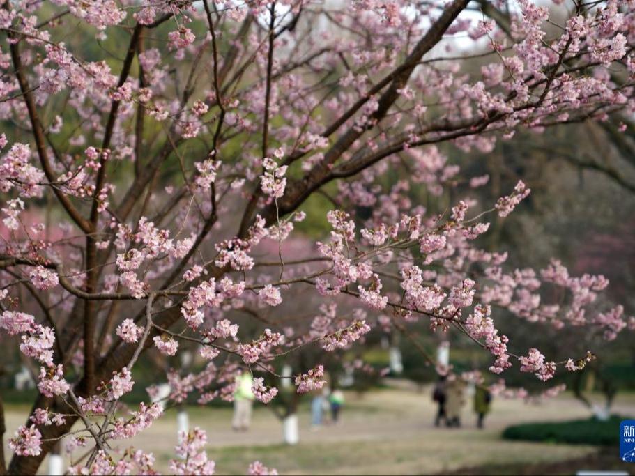 Kemekaran Bunga Sakura Tarik Perhatian Pelancong