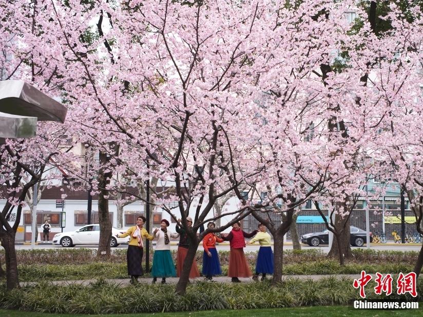 Sakura Berkembang Mekar di Shanghai