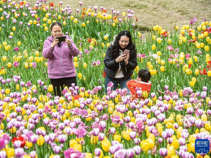 Bunga Tulip Berkembang Mekar di Tasik Changshou