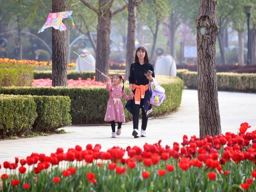Bunga Tulip Gamit Pengunjung