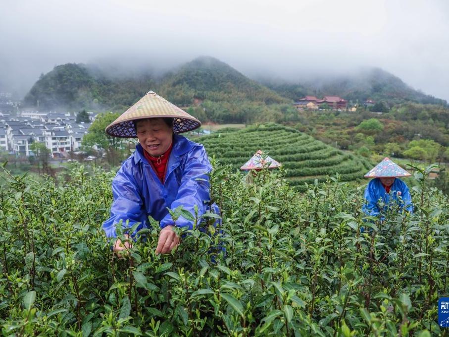 Teh, Penjana Ekonomi di Jinhua