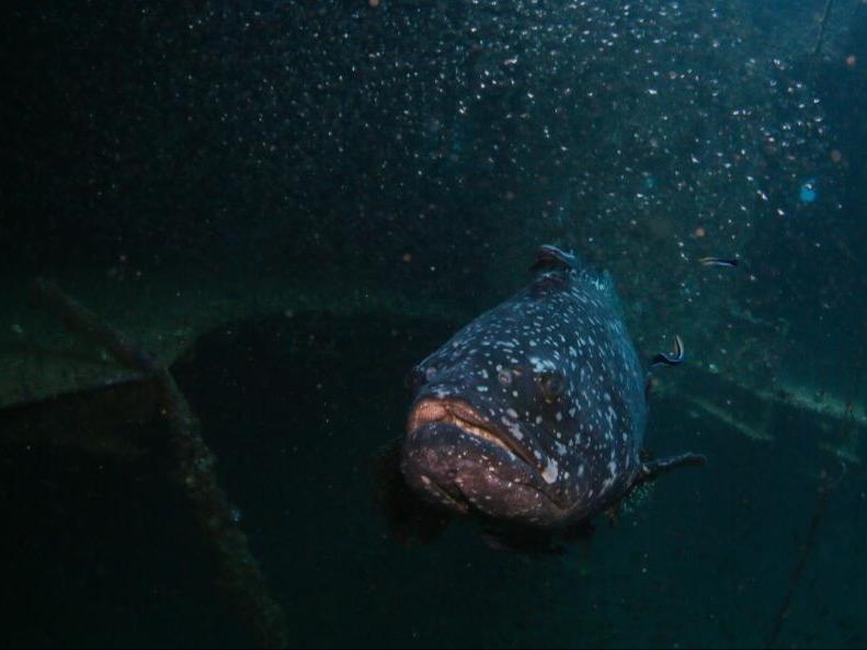 Dunia Bawah Laut yang Mempesona