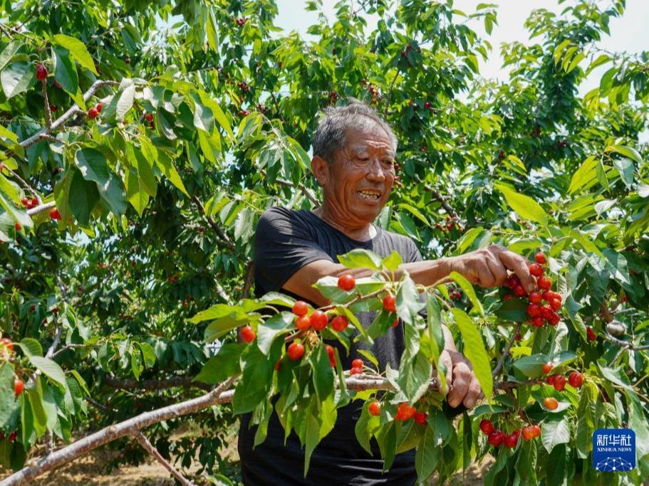 Buah Ceri Jana Pendapatan Pengebun