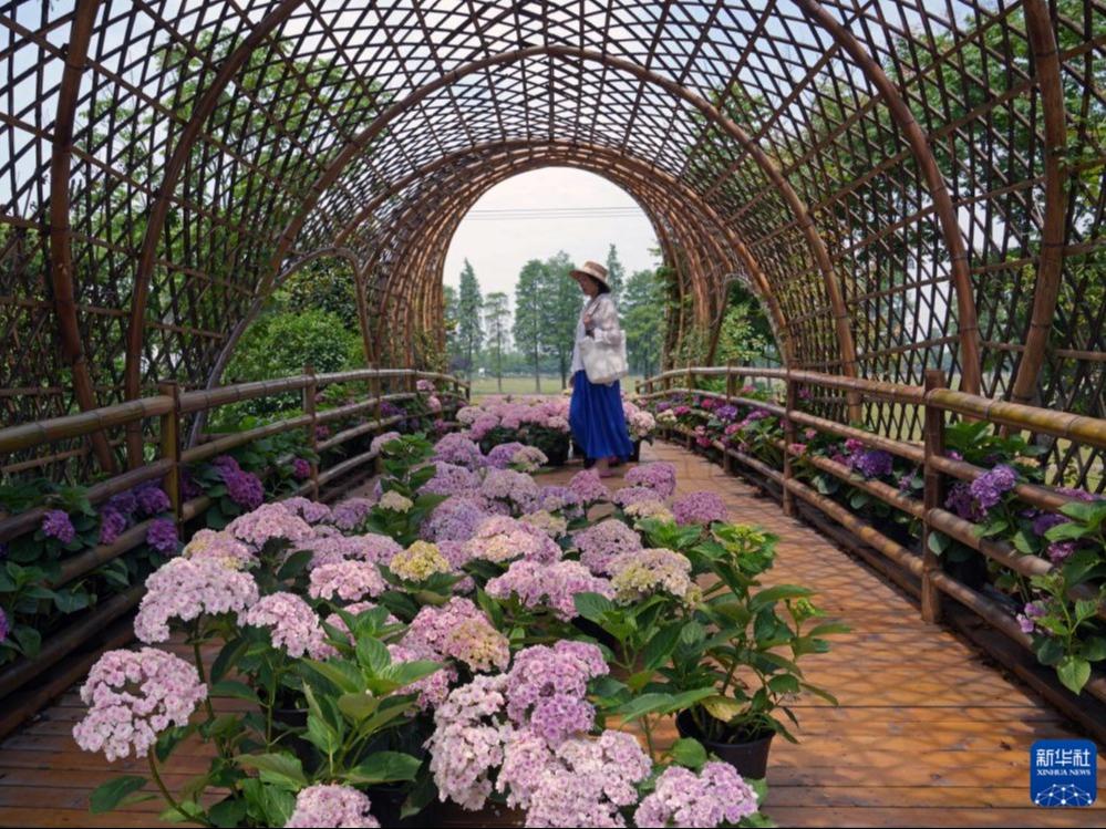 Hiasan Bunga Hydrangea Bertaburan di Kampung Dongshe