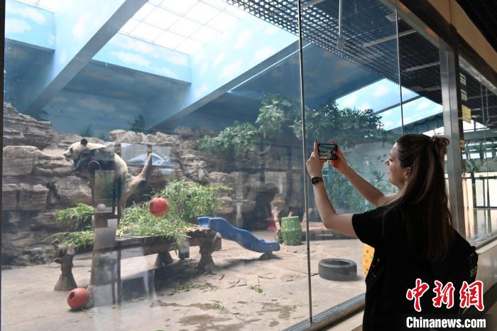 Pelajar AS Ziarahi Panda Gergasi di Shijiazhuang