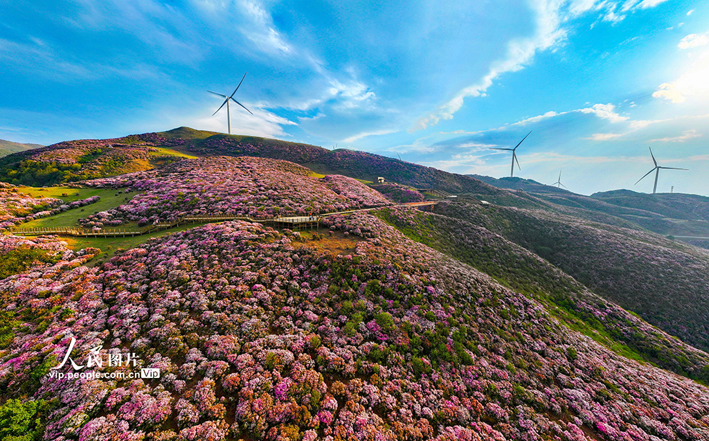 Bunga Azalea Kembang Mekar di Padang Rumput Guizhou