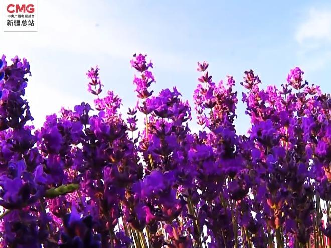 Lavander Tambah Keindahan Xinjiang
