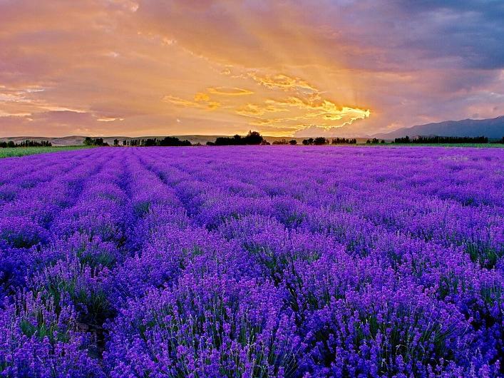 Lavander Tambah Keindahan Xinjiang
