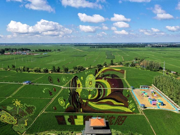 Sawah Padi Terbentang Indah