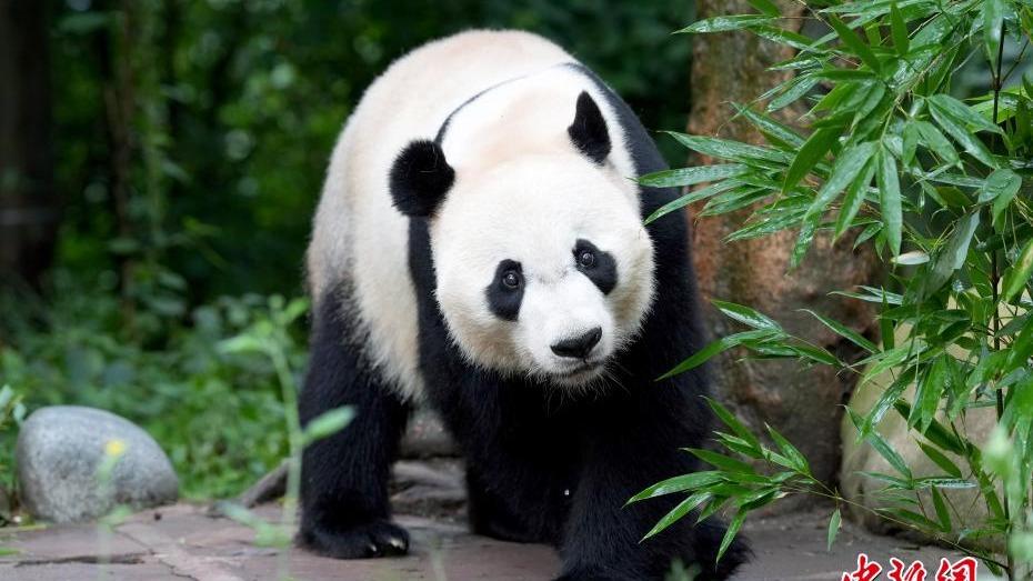 Gelagat Panda Gergasi Cuit Hati