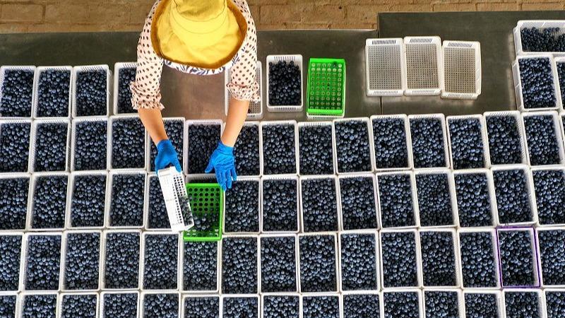 Tanam Blueberry Jana Pendapatan