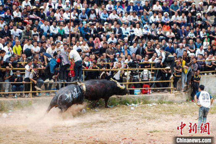 Laga Lembu Jantan Tradisional di Guizhou