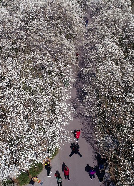 Magandang tanawin ng mga bulaklak ng magnolia sa Jinan, umakit ng mga turista