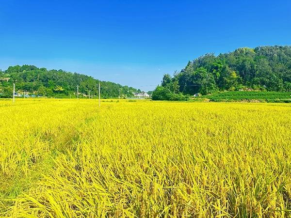 四川省簡陽市 農家は水稲などの収穫で多忙