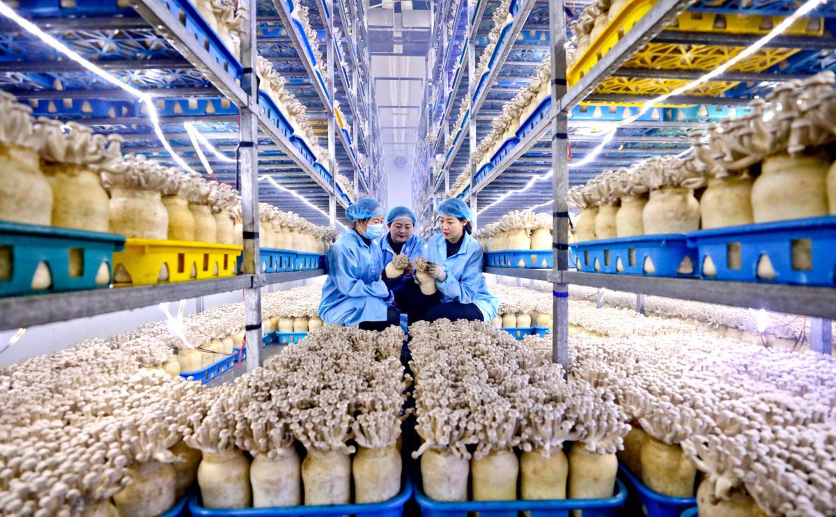 صنعت تولید قارچ