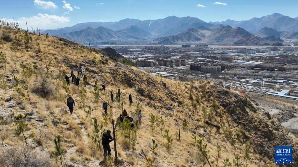 तिब्बतमा उजाड पहाडलाई हरियो बनाइयो
