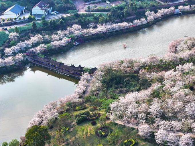 Kemekaran Bunga Sakura Gamit Pengunjung