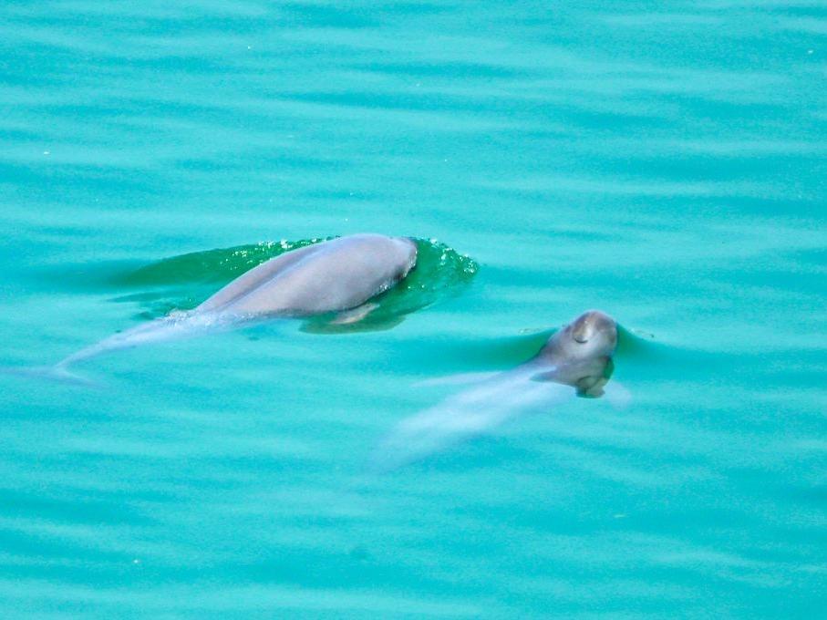 Yichang，Tempat Keramat bagi Kawanan “Dolfin Sungai”