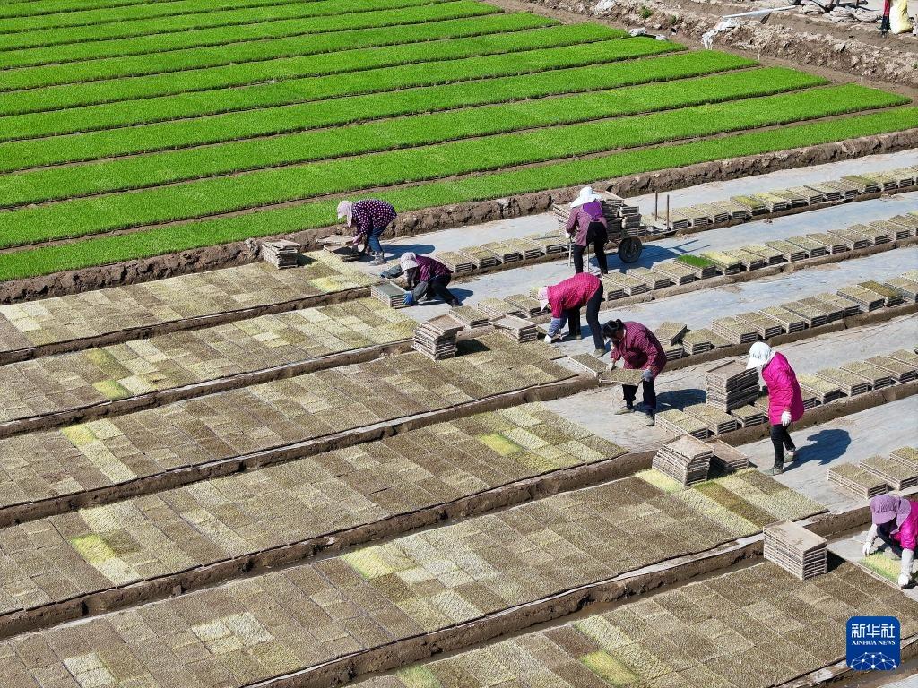 Petani Sibuk Semai Benih Padi