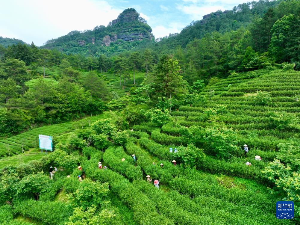 Keharuman Daun Teh di Pergunungan Fujian