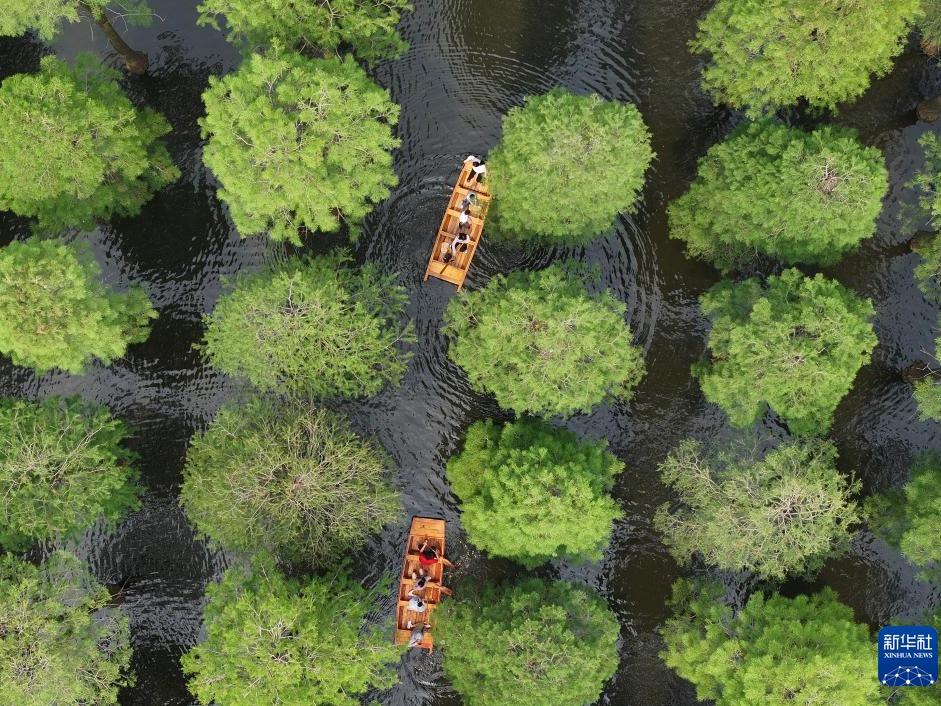 Bersantai di 'Hutan atas Air'