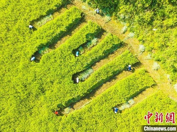 Zigui Wujud Rantaian Industri Hia Lengkap