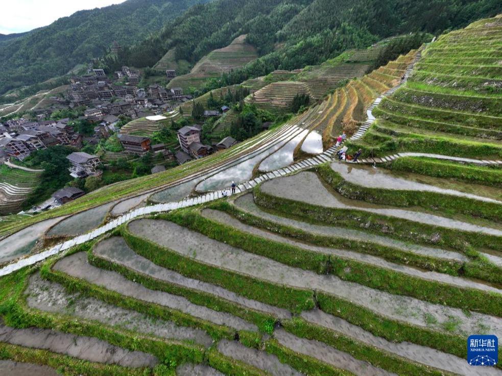 Landskap Teres Penuh Dinamik