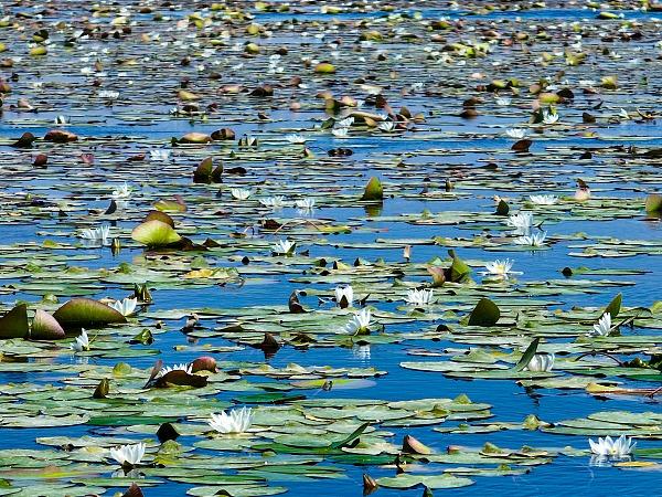 Teratai Liar Bermekaran di Tasik Bosten, Xinjiang