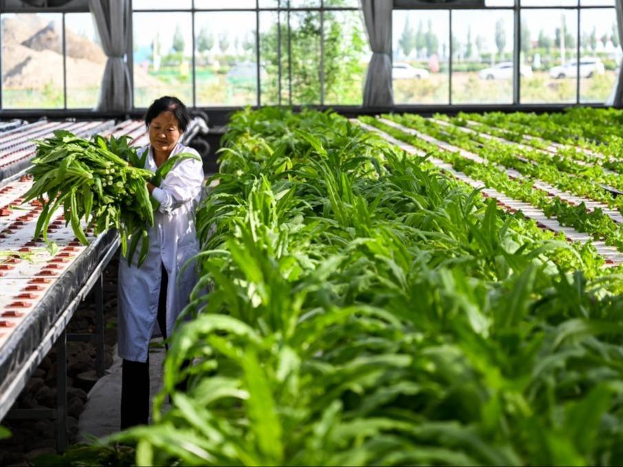 Tanaman Sayur Tanpa Tanah Semakin Popular di Mongolia Dalam
