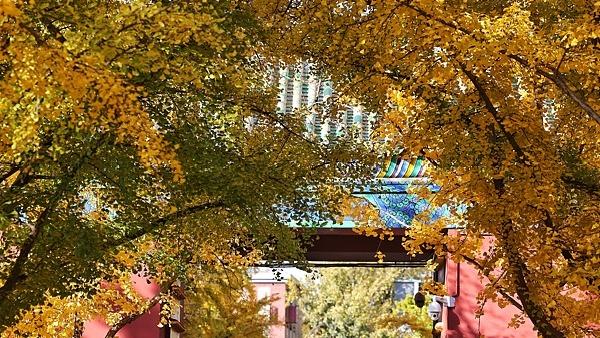 Dedaun Kuning Keemasan Indahkan Taman di Beijing