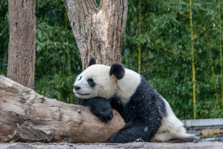 圖片默認標題