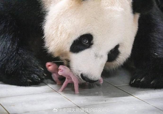 （轉載）恭喜華妮！ 旅韓大熊貓喜誕雙胞胎