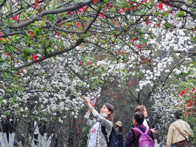 （轉載）賞花騎行“打野”研學…… 成都排名全國踏青遊熱門城市第一