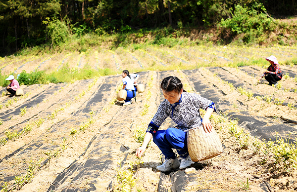 廣元朝天：高山生態茶拓寬群眾致富路_fororder_村民採茶。劉旭-攝