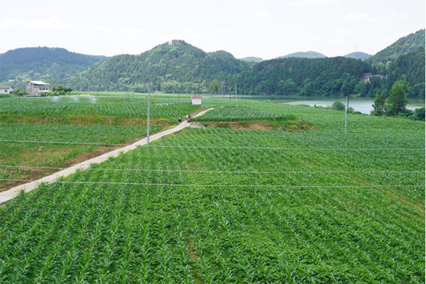 治水興川看綿陽行動篇｜一“水”護田將綠繞，兩山排闥送青來_fororder_未標題-10