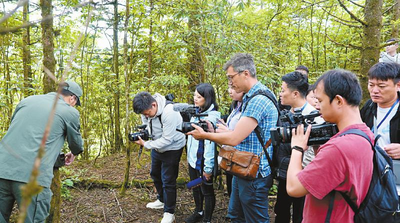 （轉載）探熊貓故鄉 品蜀風茶韻 中外媒體主題採訪活動走進四川_fororder_036c45f84021b920230e873c2cebc347