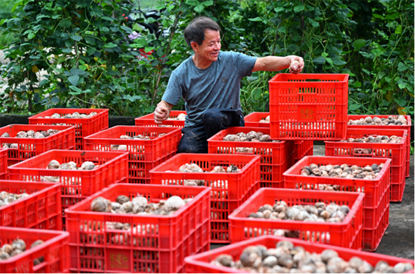 眉山仁壽：大棚食用菌助農增收_fororder_未標題-4