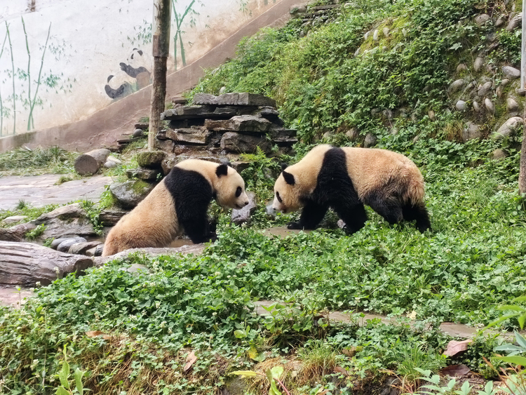 （轉載）雅寶：一張享譽世界的名片