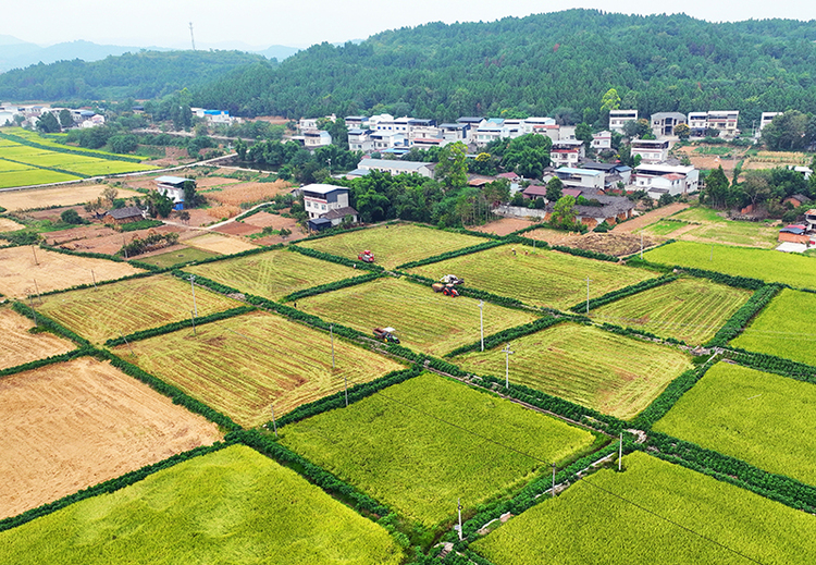 四川中江41萬畝水稻“豐”景好_fororder_田間收割忙