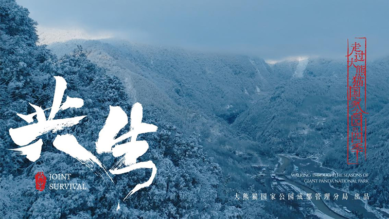 Promotional Film Joint Survival for the Giant Panda National Park Chengdu Section Officially Released_fororder_宣傳片《共生》劇照海報1