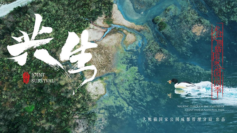 Promotional Film Joint Survival for the Giant Panda National Park Chengdu Section Officially Released_fororder_宣傳片《共生》劇照海報4