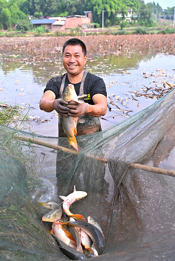 眉山仁壽：“藕魚共生” 助農增收