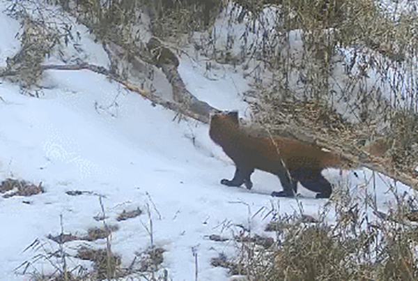 Cuteness Off the Charts in the Chongzhou Section of Giant Panda National Park: Giant Pandas, Sichuan Golden Monkeys, and Red Pandas Take Center Stage