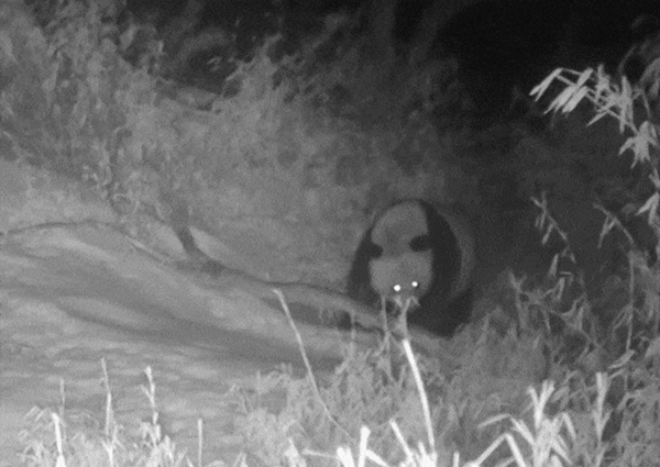 Cuteness Off the Charts in the Chongzhou Section of Giant Panda National Park: Giant Pandas, Sichuan Golden Monkeys, and Red Pandas Take Center Stage