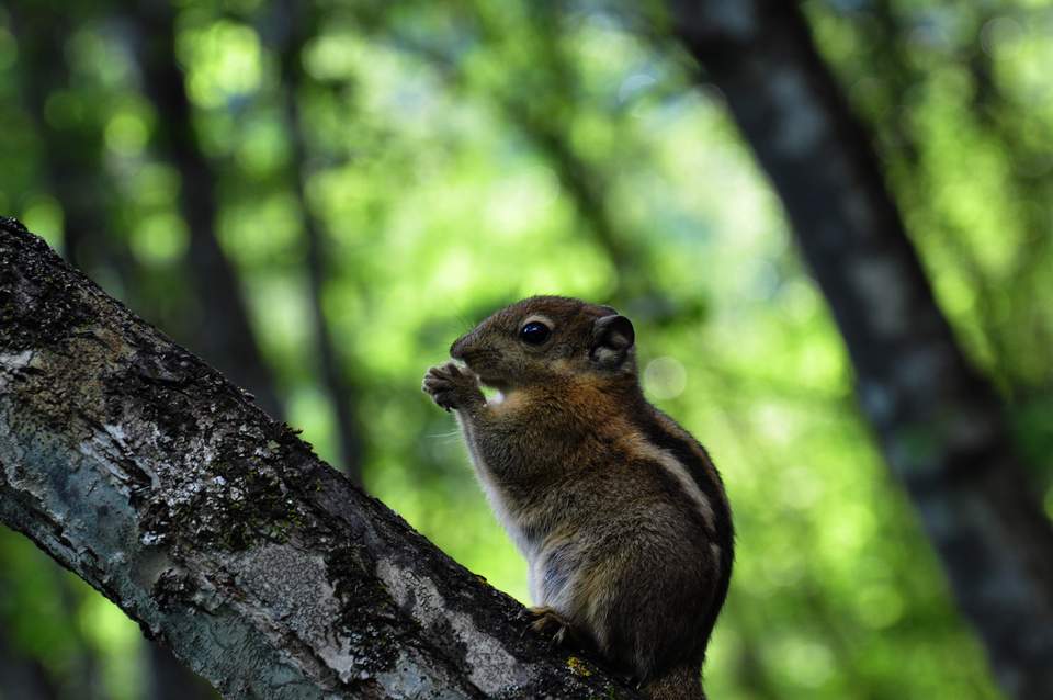 Meng's Journey to Wonderland, Jiuzhaigou | Where to Go During the National Day Holiday? Head to Jiuzhaigou's Ecological Paradise