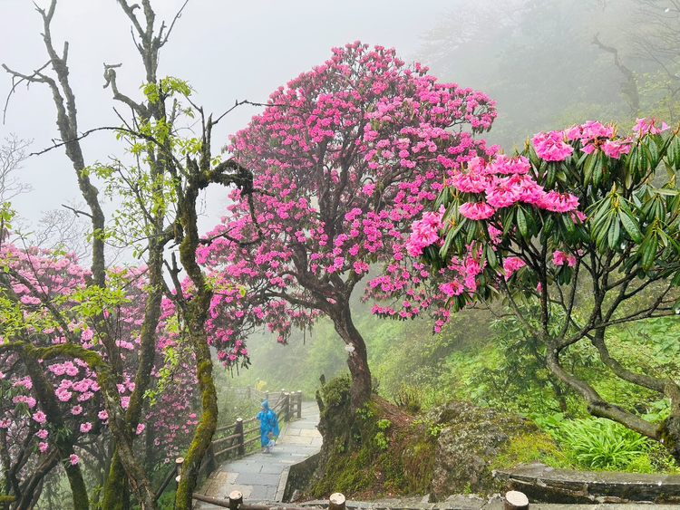 花綻峨眉 首屆峨眉山中國傳統插花藝術作品展吸引大批遊客雲集打卡