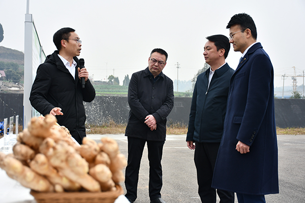 資中生薑正式發車進入歐洲市場