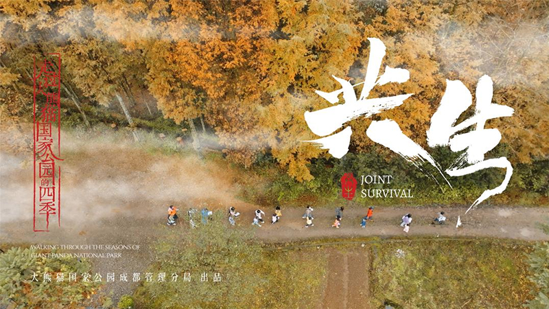 Promotional Film Joint Survival for the Giant Panda National Park Chengdu Section Officially Released_fororder_宣傳片《共生》劇照海報3